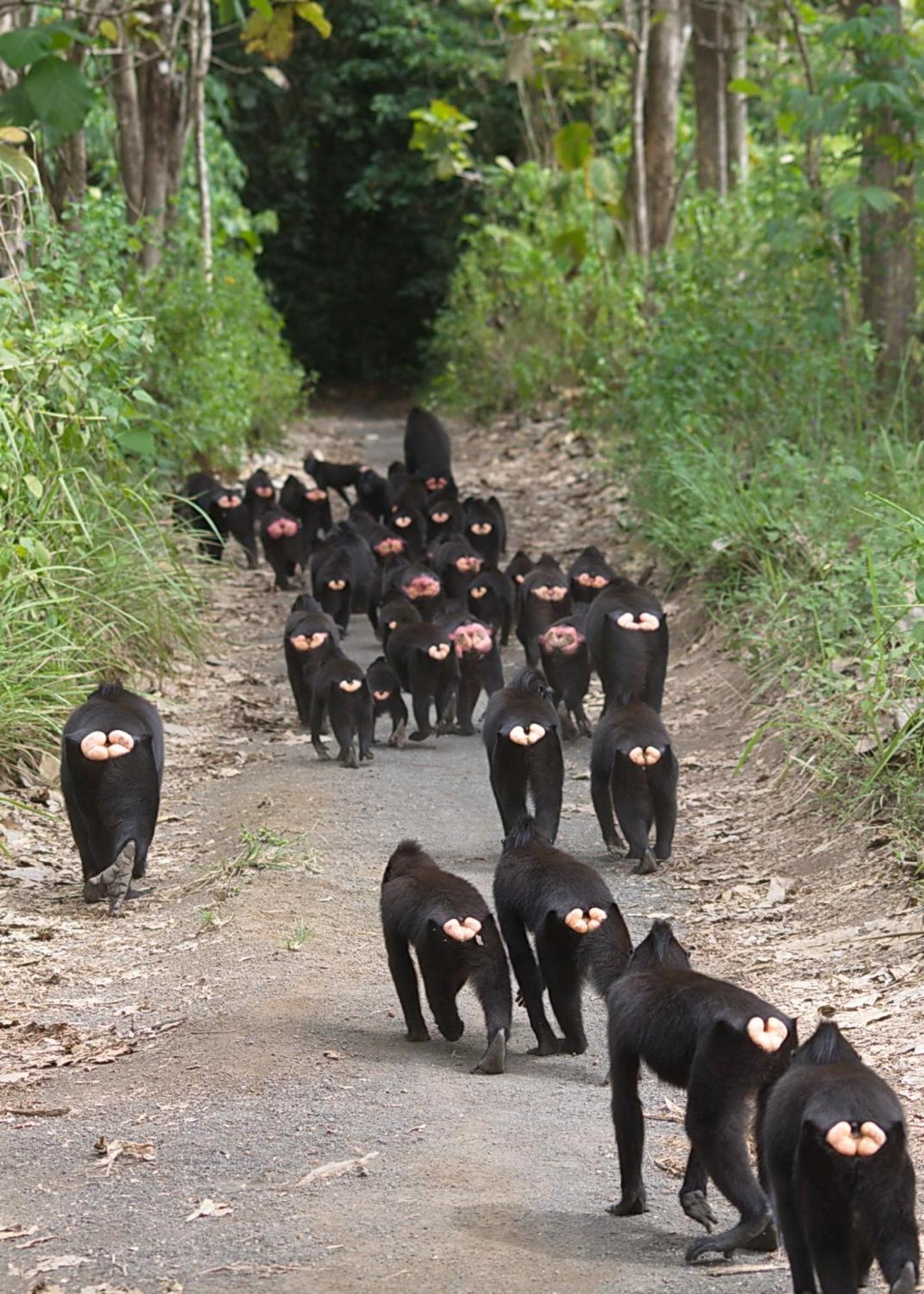 Tangkoko Macaca Hotel Rinondoran Bagian luar foto