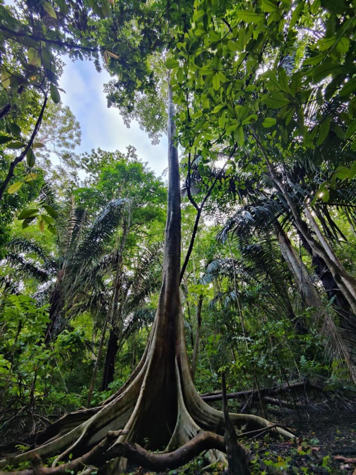 Tangkoko Macaca Hotel Rinondoran Bagian luar foto