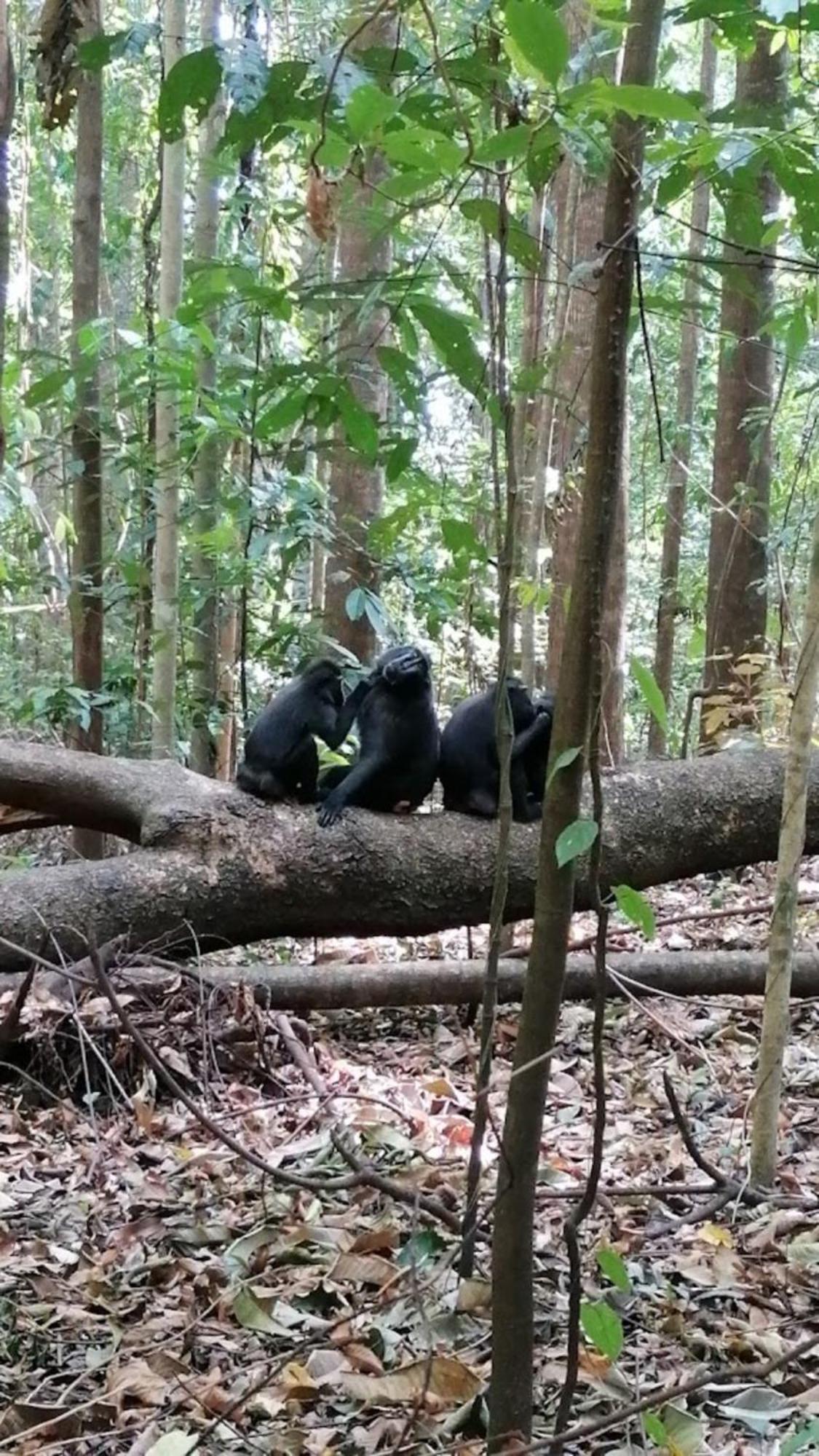 Tangkoko Macaca Hotel Rinondoran Bagian luar foto